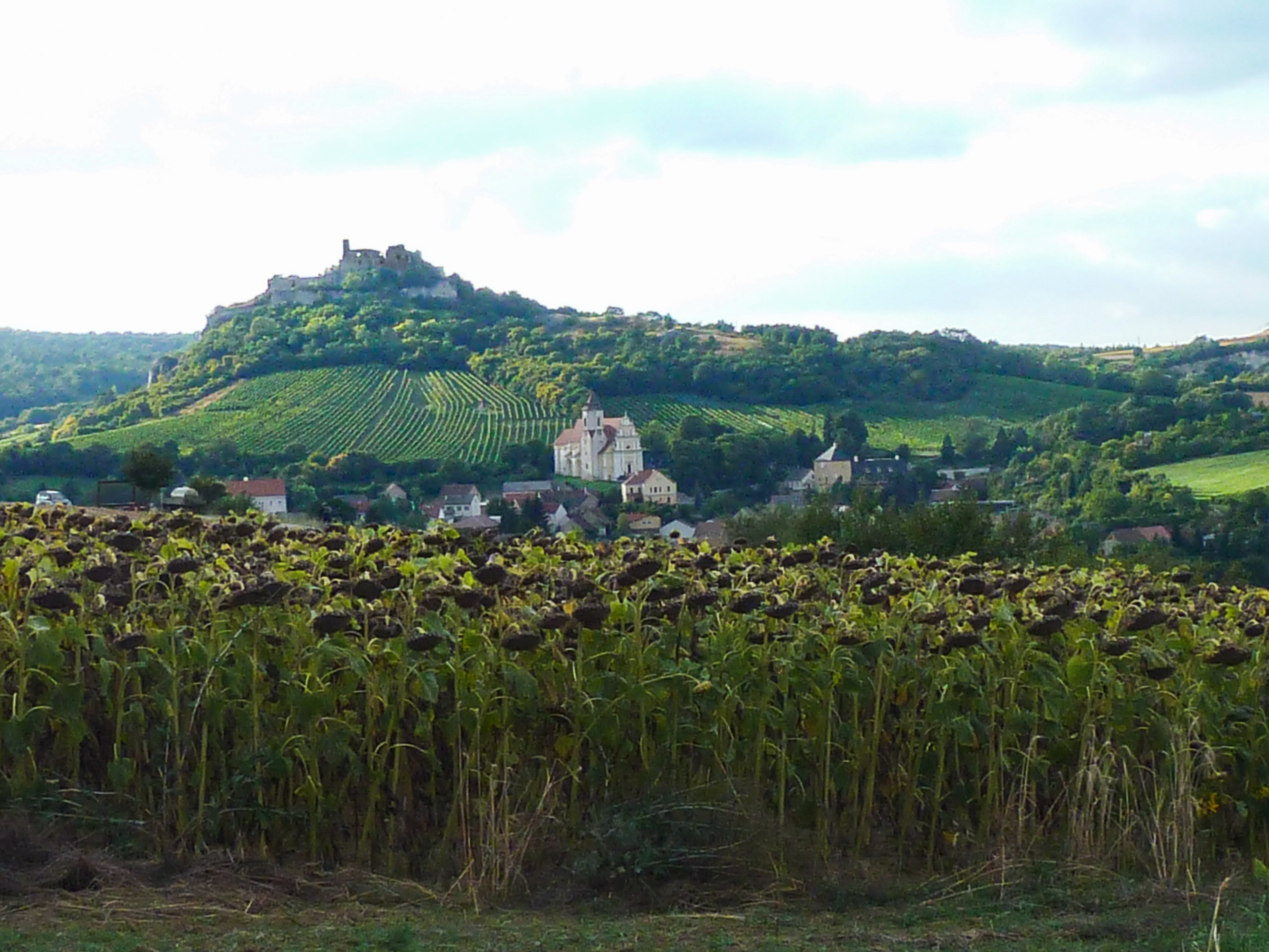 Burgruine und Kirche über den Weinbergen, vorbei an einem Sonnenblumenfeld